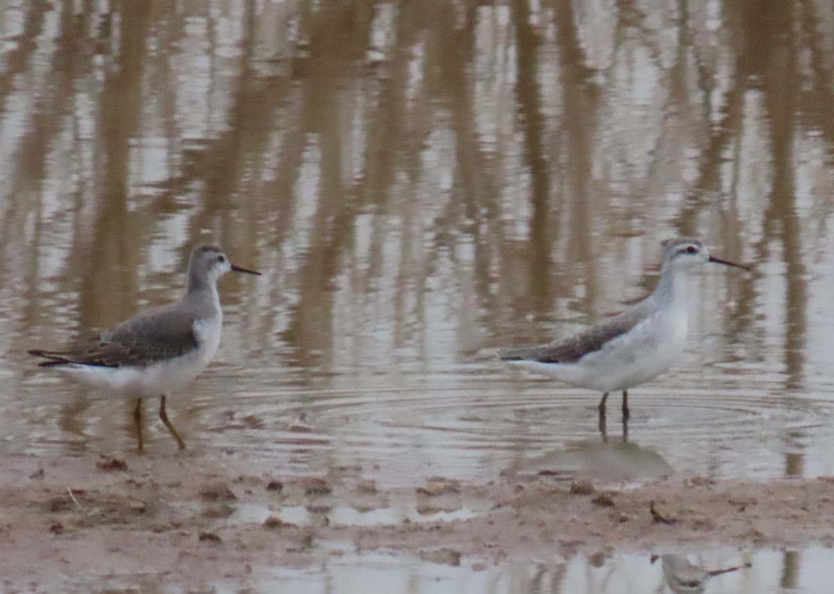 Wilson's Phalarope - ML622378646