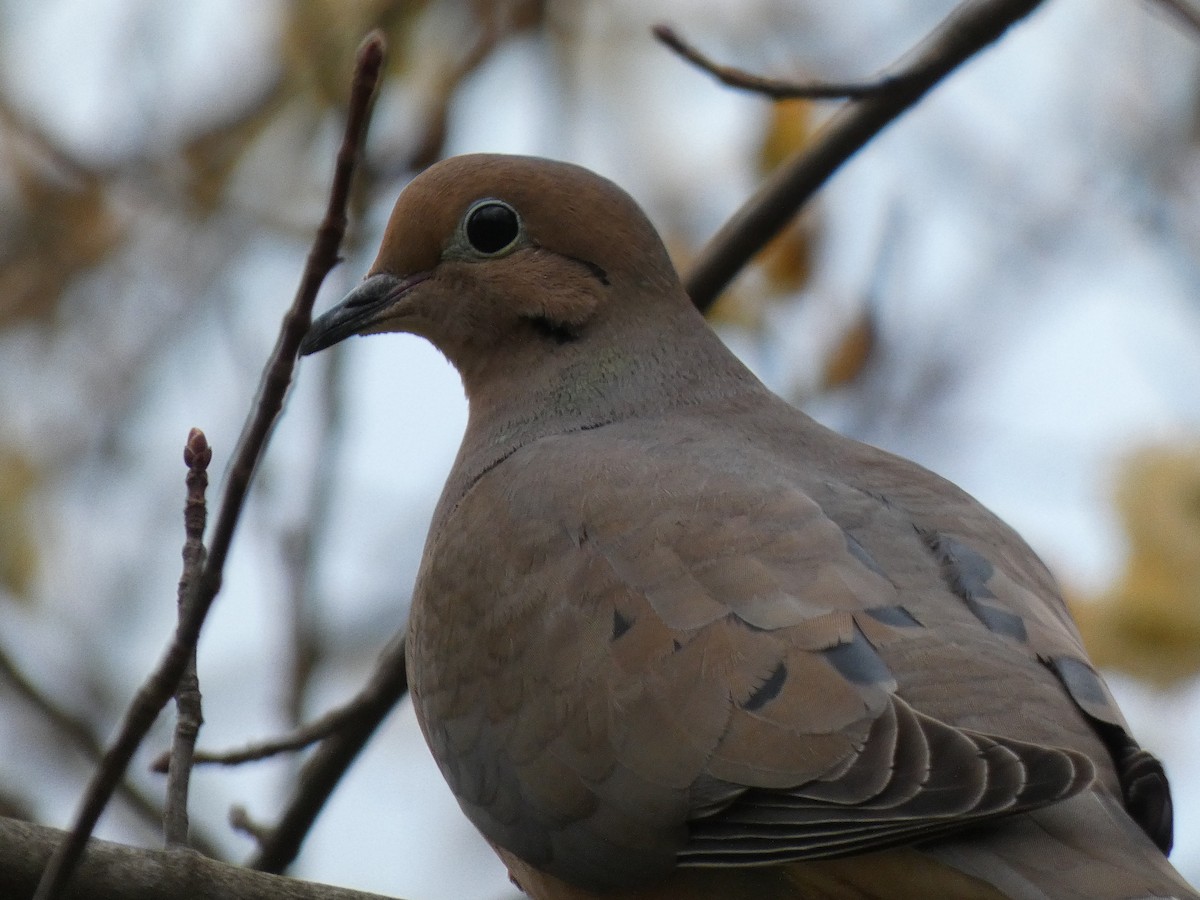 Mourning Dove - ML622378660