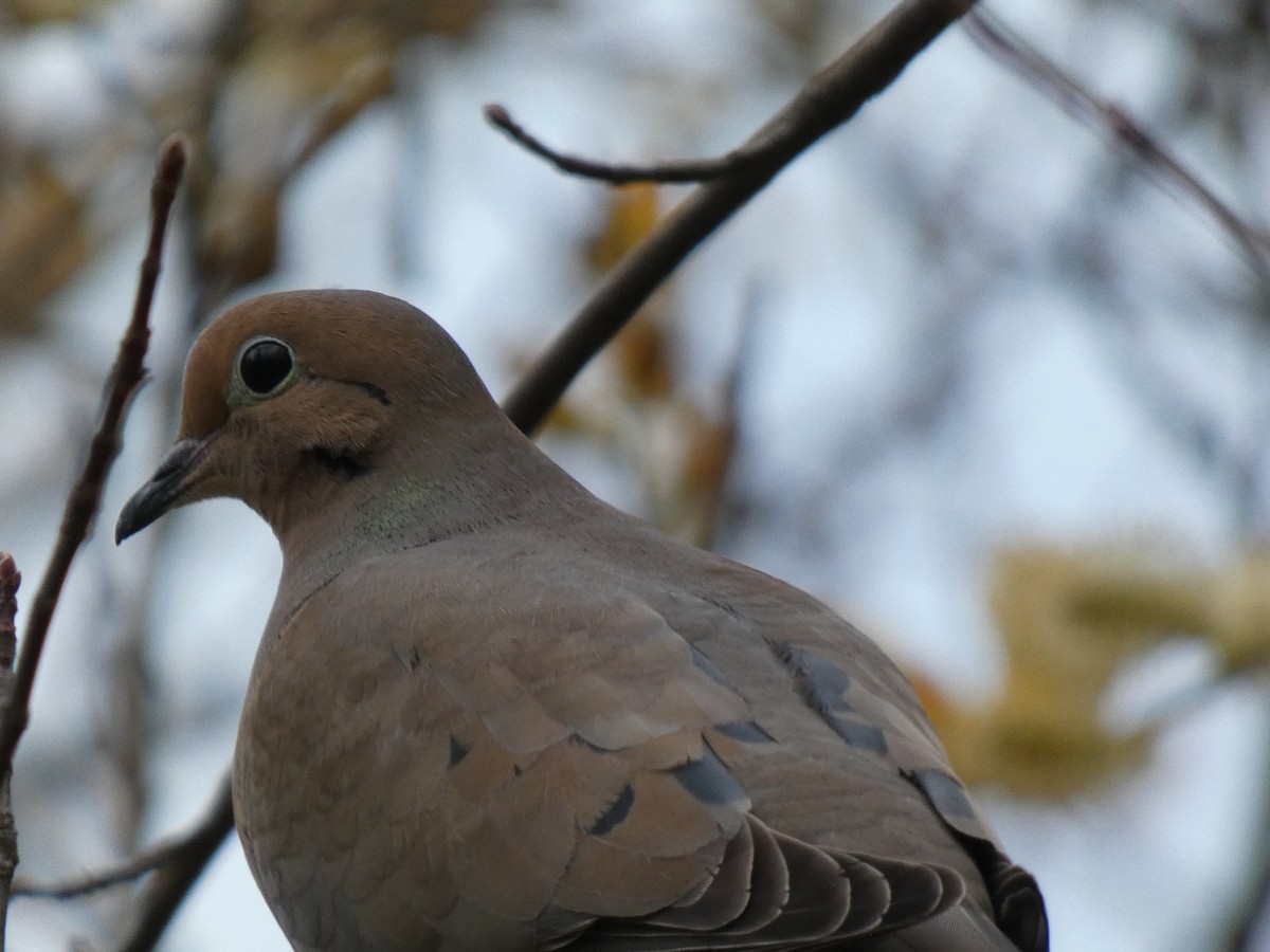 Mourning Dove - ML622378673