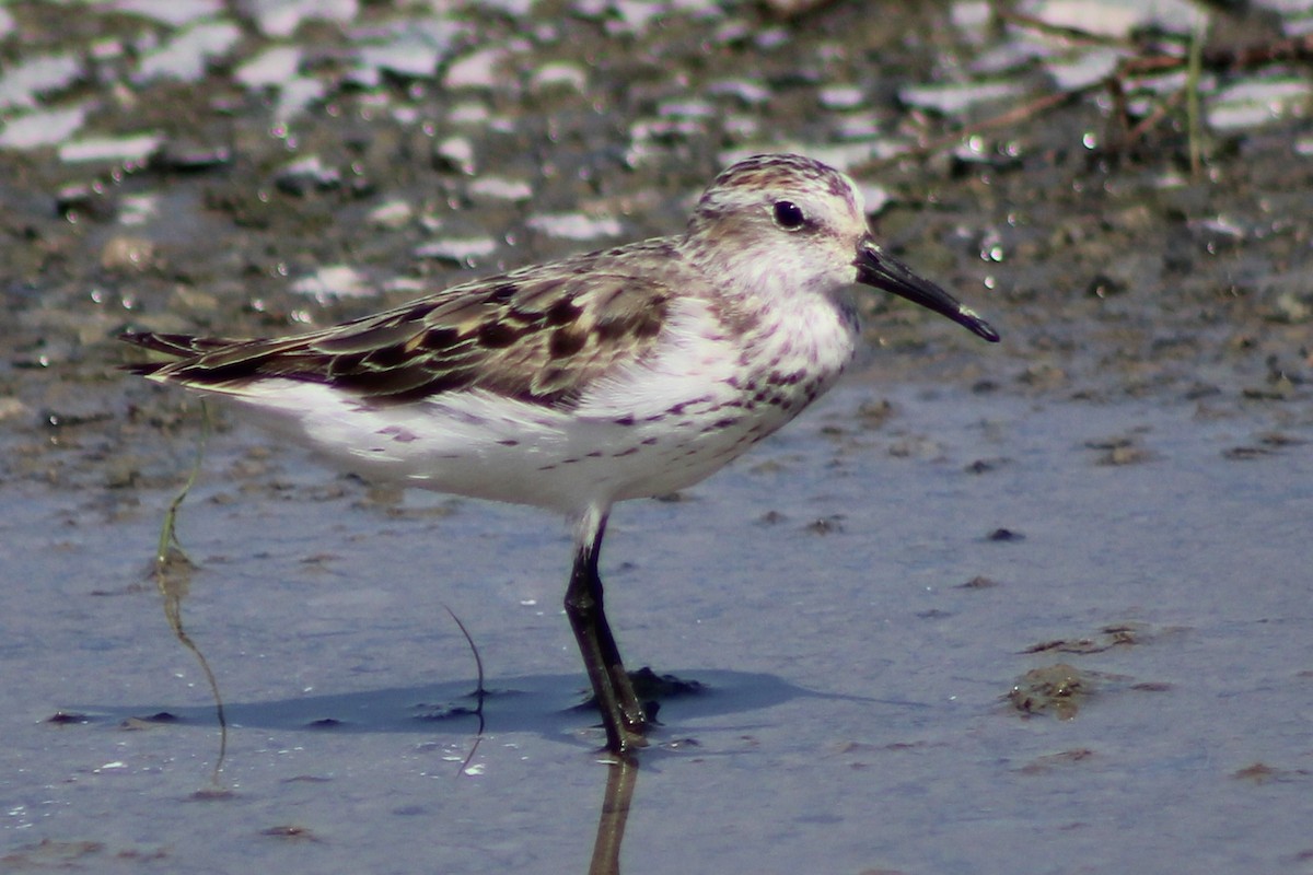 Western Sandpiper - ML622378708