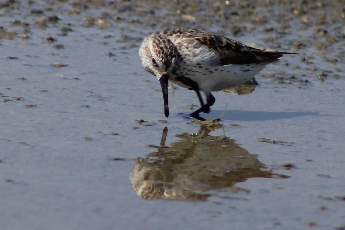 Western Sandpiper - ML622378712