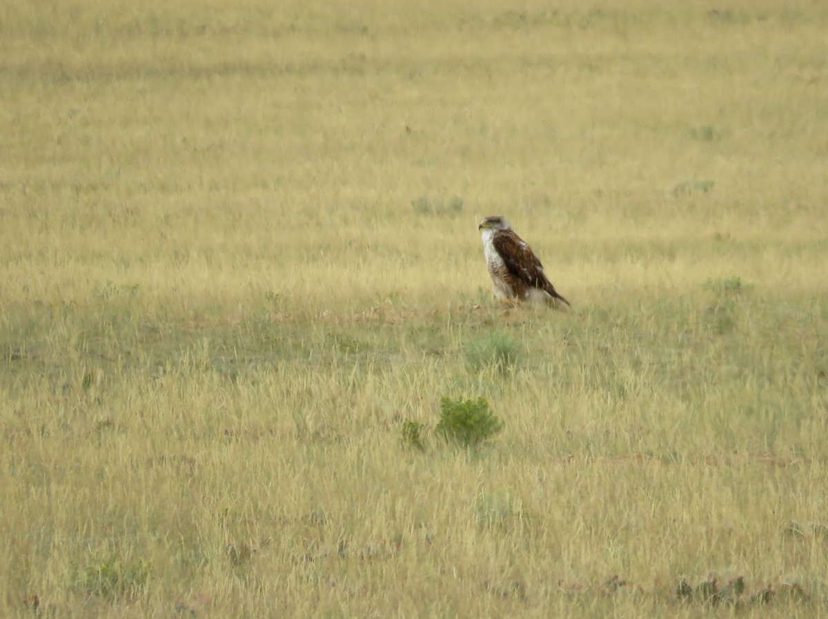 Ferruginous Hawk - Al Zerbe