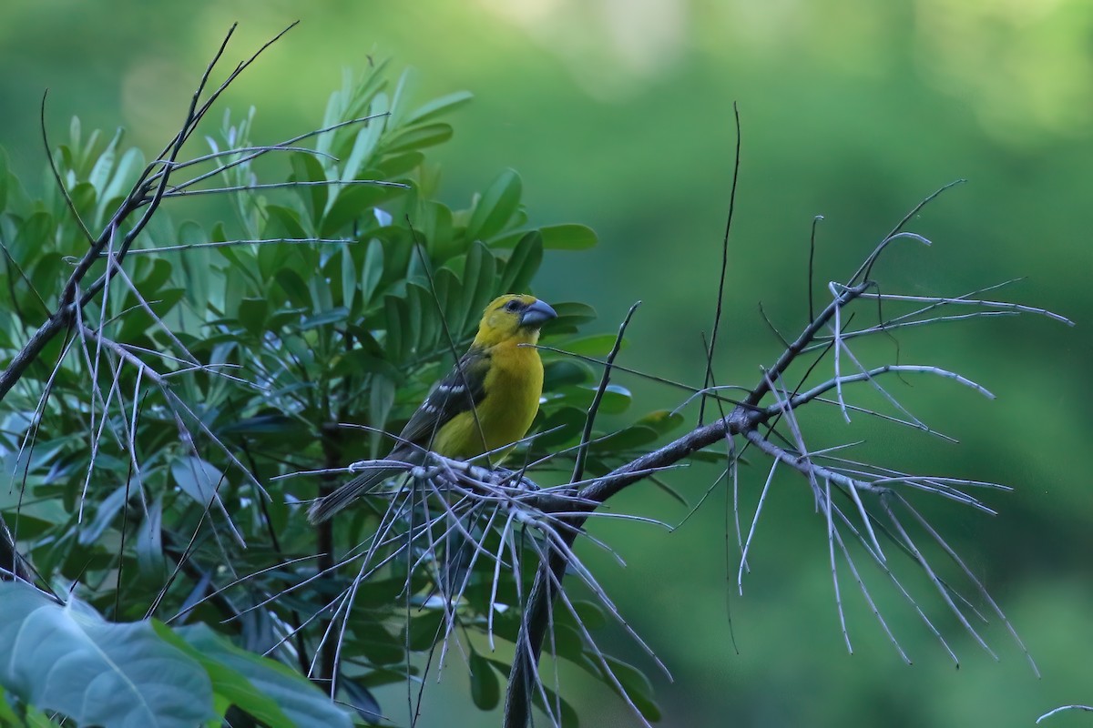 Yellow Grosbeak (Northern) - ML622378774