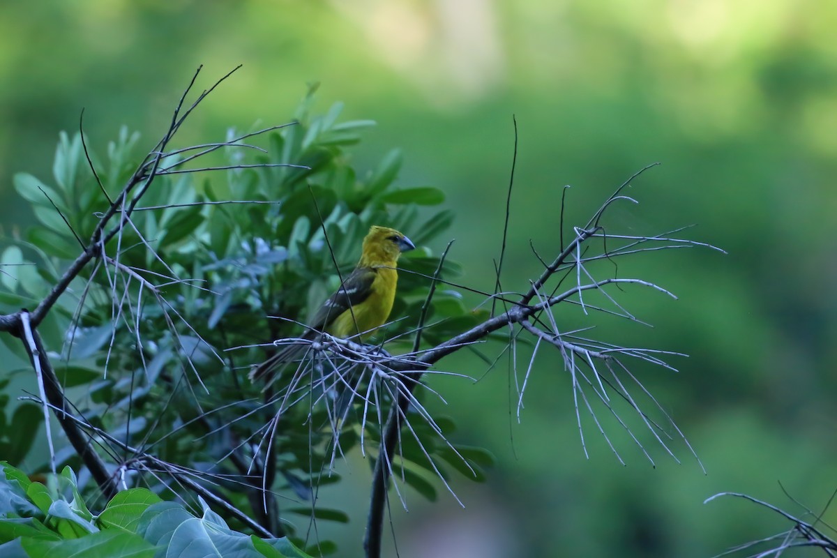 Yellow Grosbeak (Northern) - ML622378776