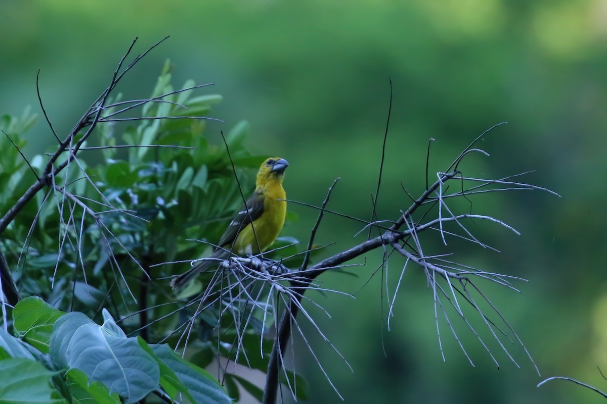 Yellow Grosbeak (Northern) - ML622378782