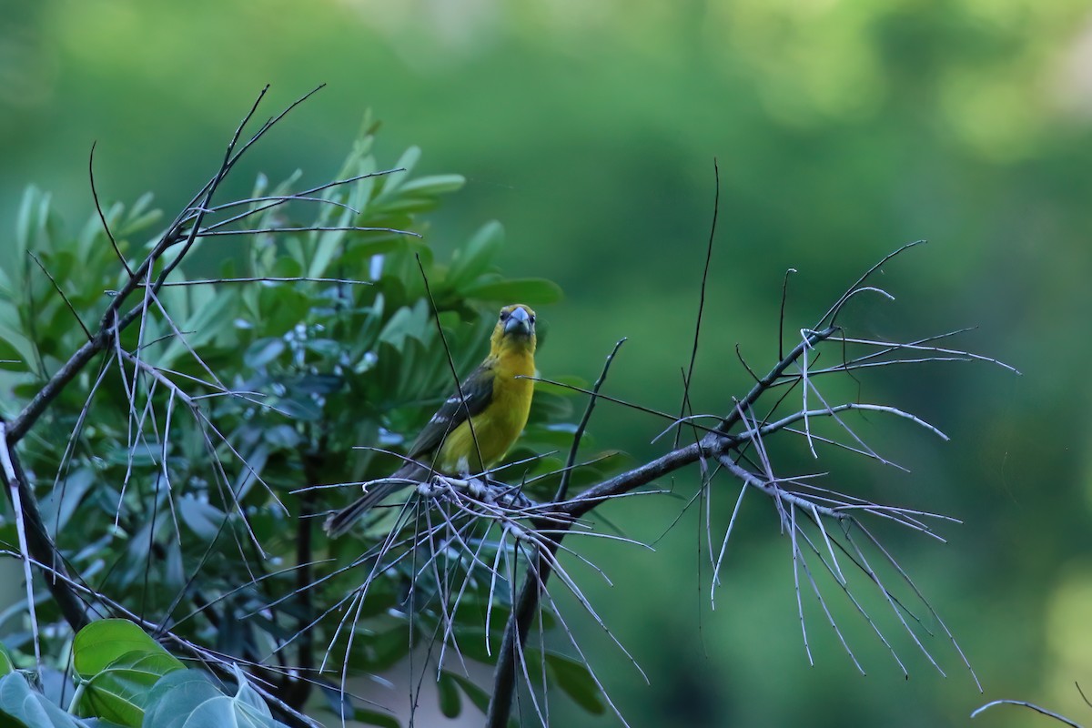 Yellow Grosbeak (Northern) - ML622378784