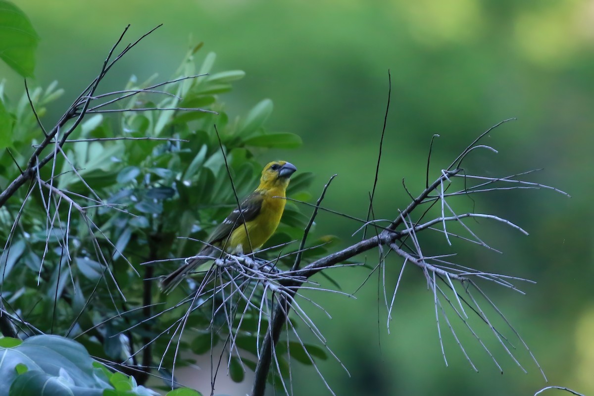 Yellow Grosbeak (Northern) - ML622378785