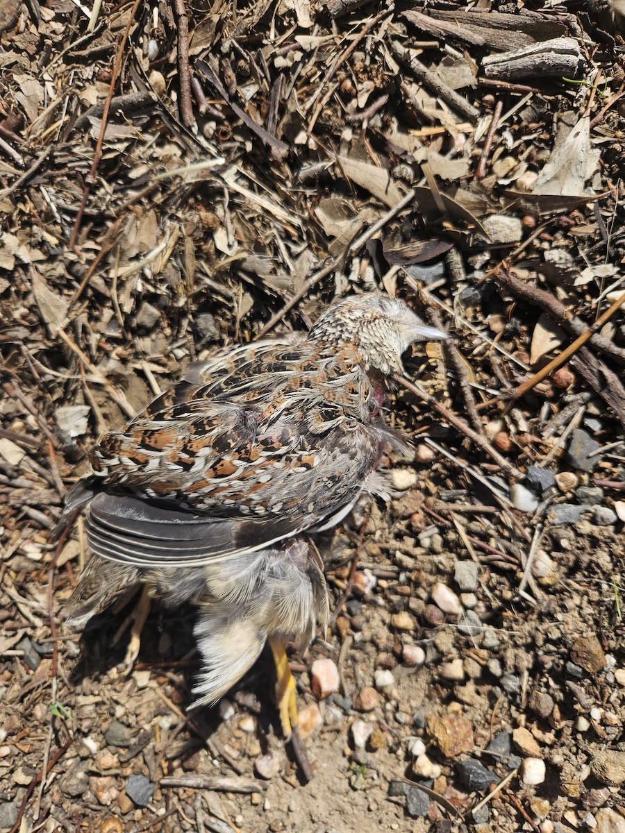 Painted Buttonquail - ML622378799