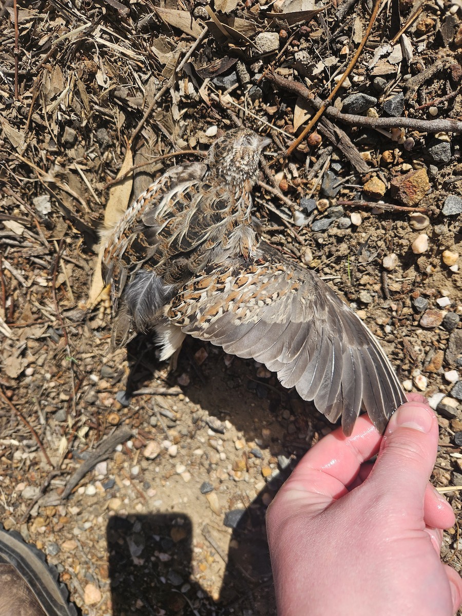 Painted Buttonquail - ML622378800