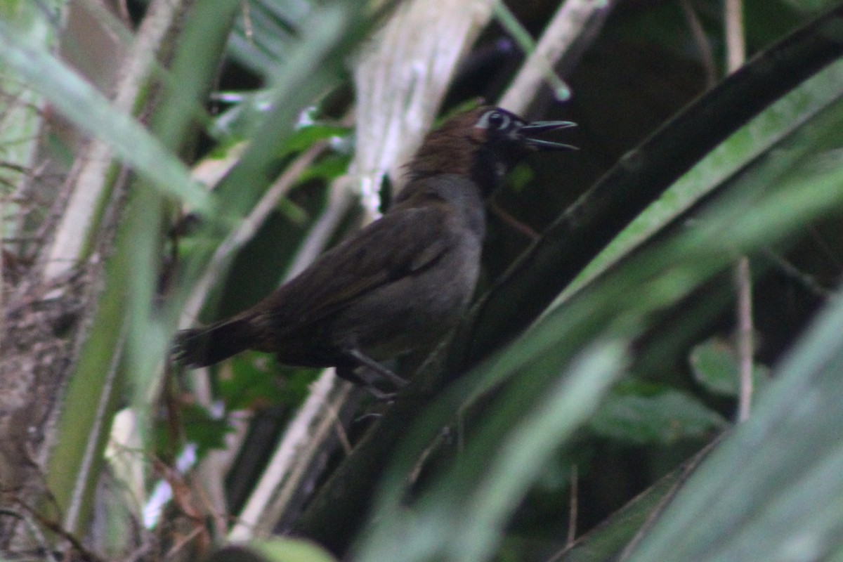 Black-faced Antthrush (Central American) - ML622378802