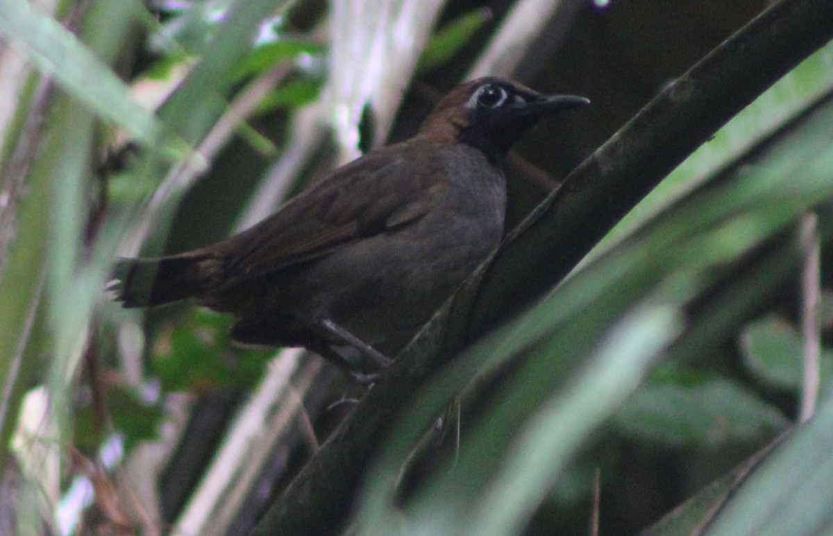 Black-faced Antthrush (Central American) - ML622378803