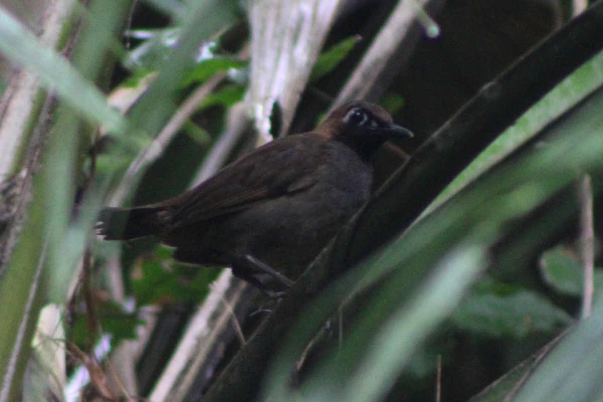 Black-faced Antthrush (Central American) - ML622378804