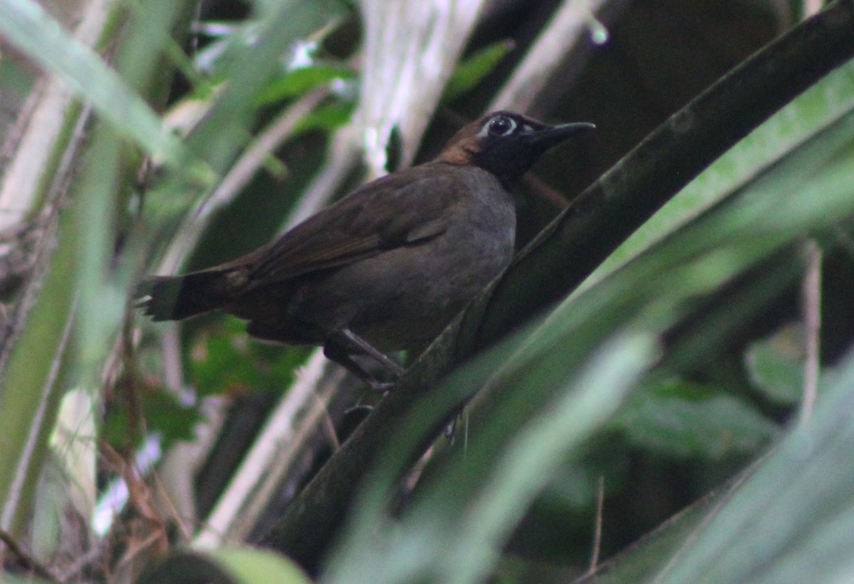 Black-faced Antthrush (Central American) - ML622378805