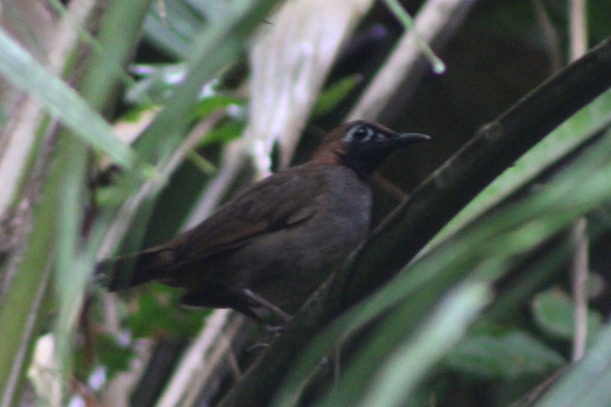 Black-faced Antthrush (Central American) - ML622378806