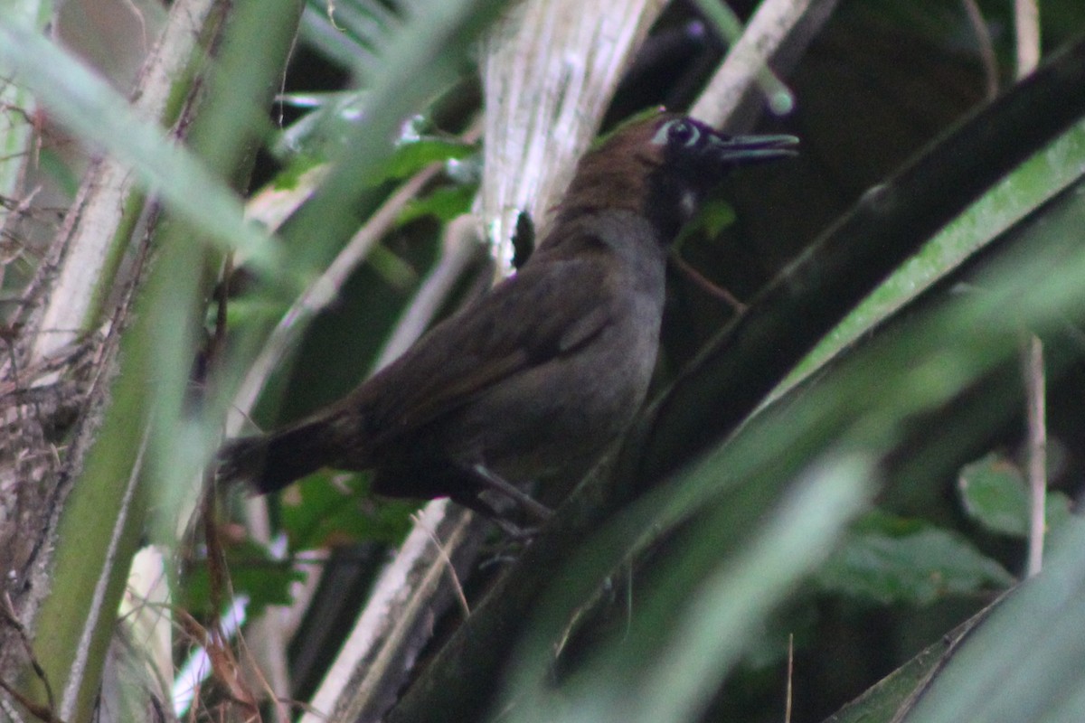 Black-faced Antthrush (Central American) - ML622378807