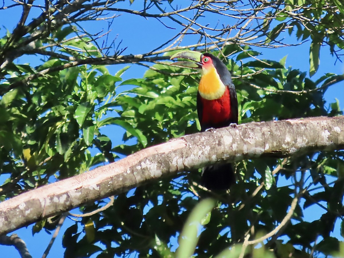 Red-breasted Toucan - ML622378808