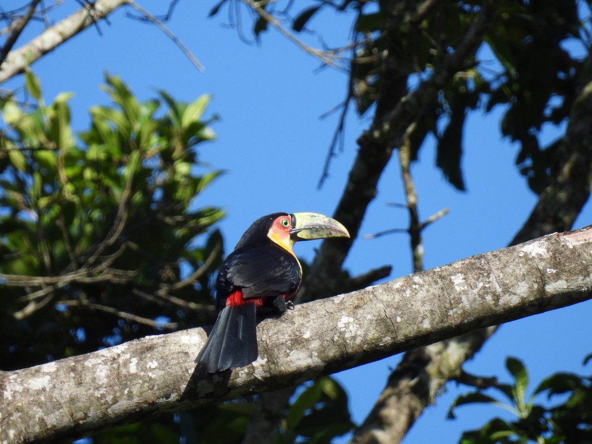 Toucan à ventre rouge - ML622378815