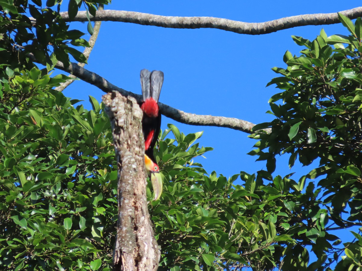 Red-breasted Toucan - ML622378844