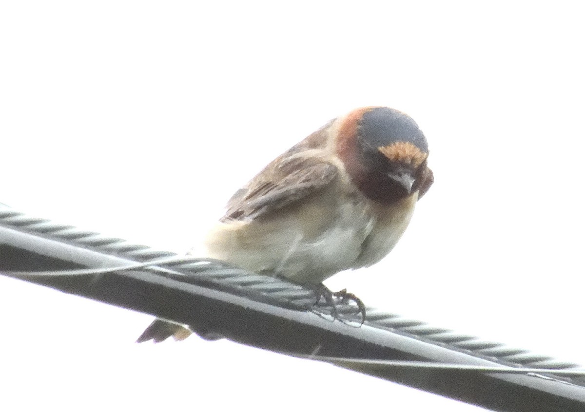 Cliff Swallow - ML622378900