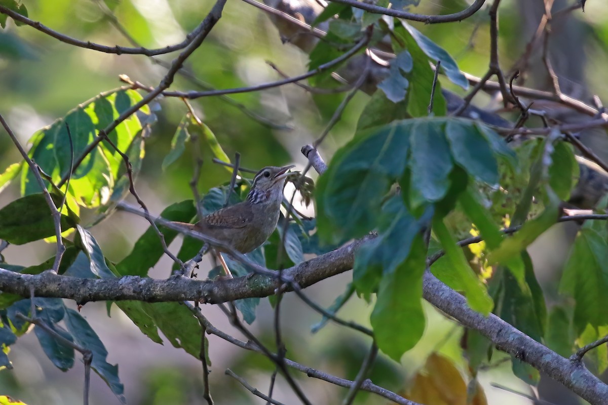 Sinaloa Wren - ML622378967