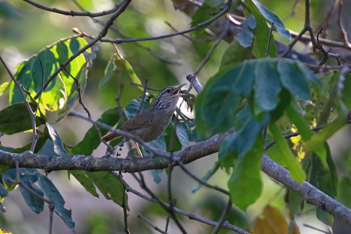 Sinaloa Wren - ML622378970