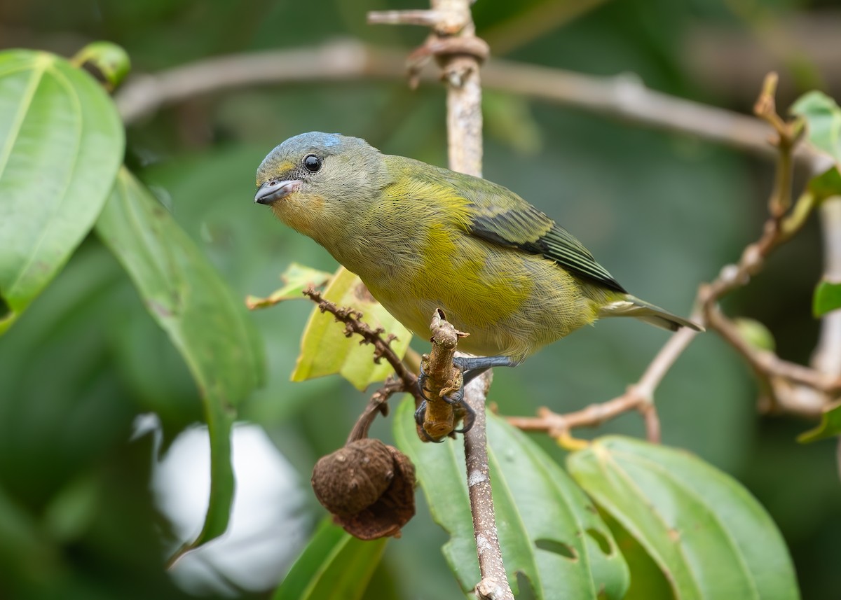 Elegant Euphonia - ML622379036