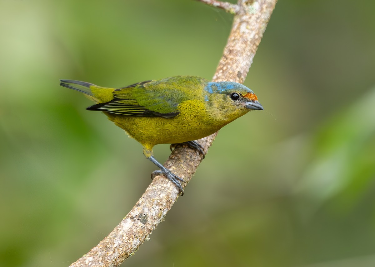 Elegant Euphonia - Andres Paniagua