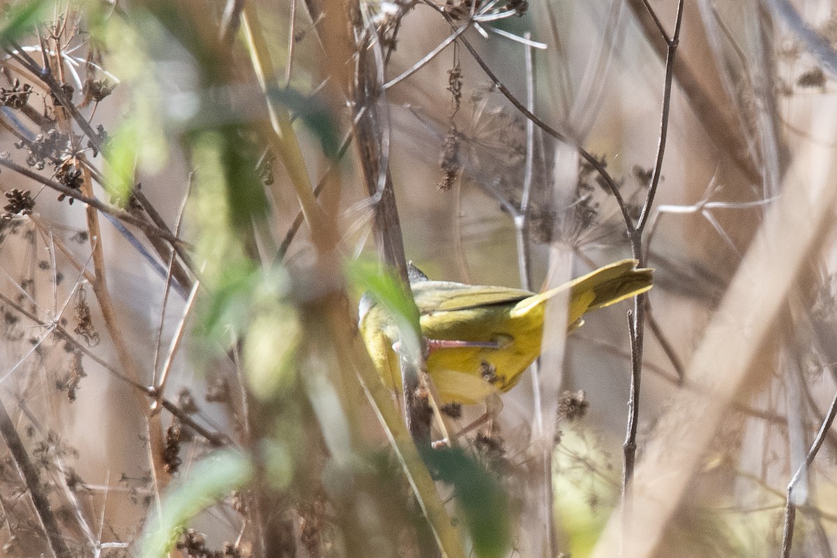 MacGillivray's Warbler - ML622379056