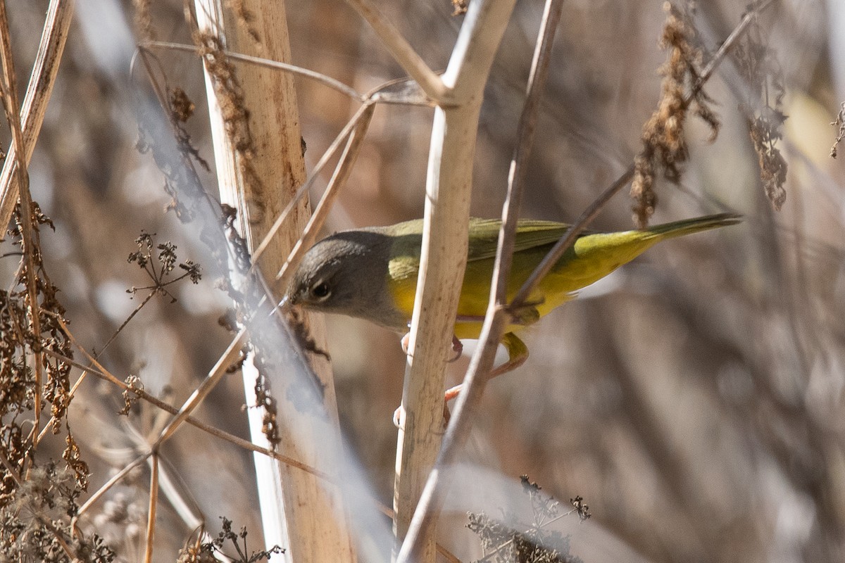 MacGillivray's Warbler - Sharon J