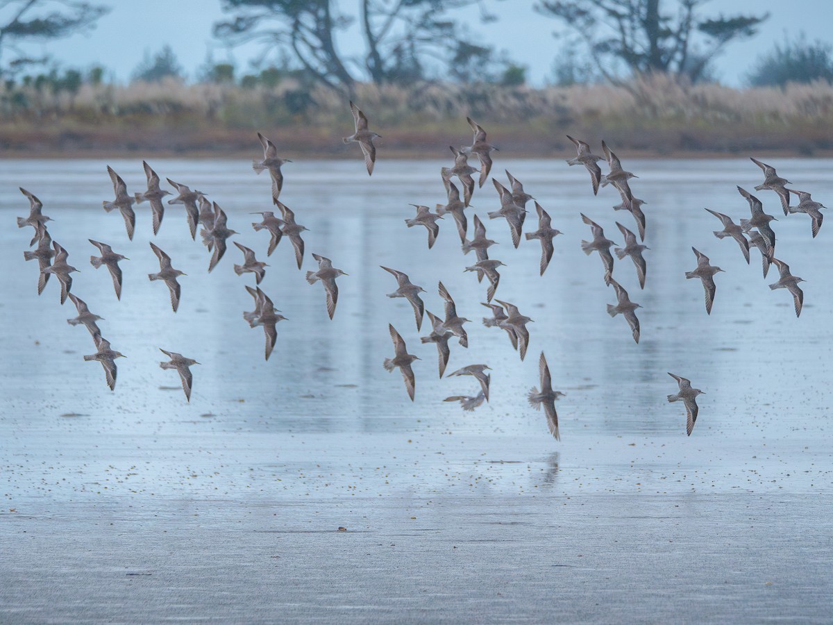 Red Knot - ML622379061