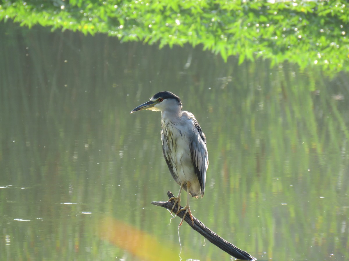 Black-crowned Night Heron - ML622379074