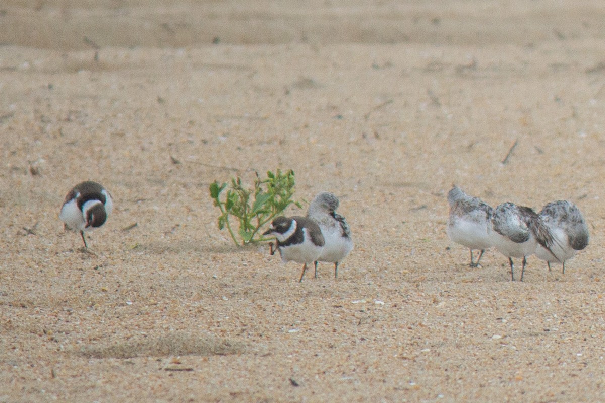 Semipalmated Plover - ML622379127