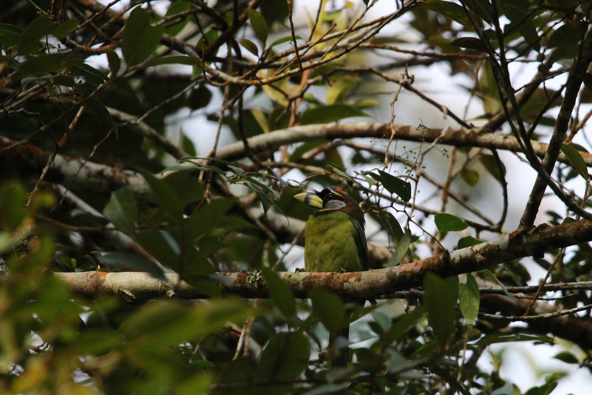 Fire-tufted Barbet - ML622379237