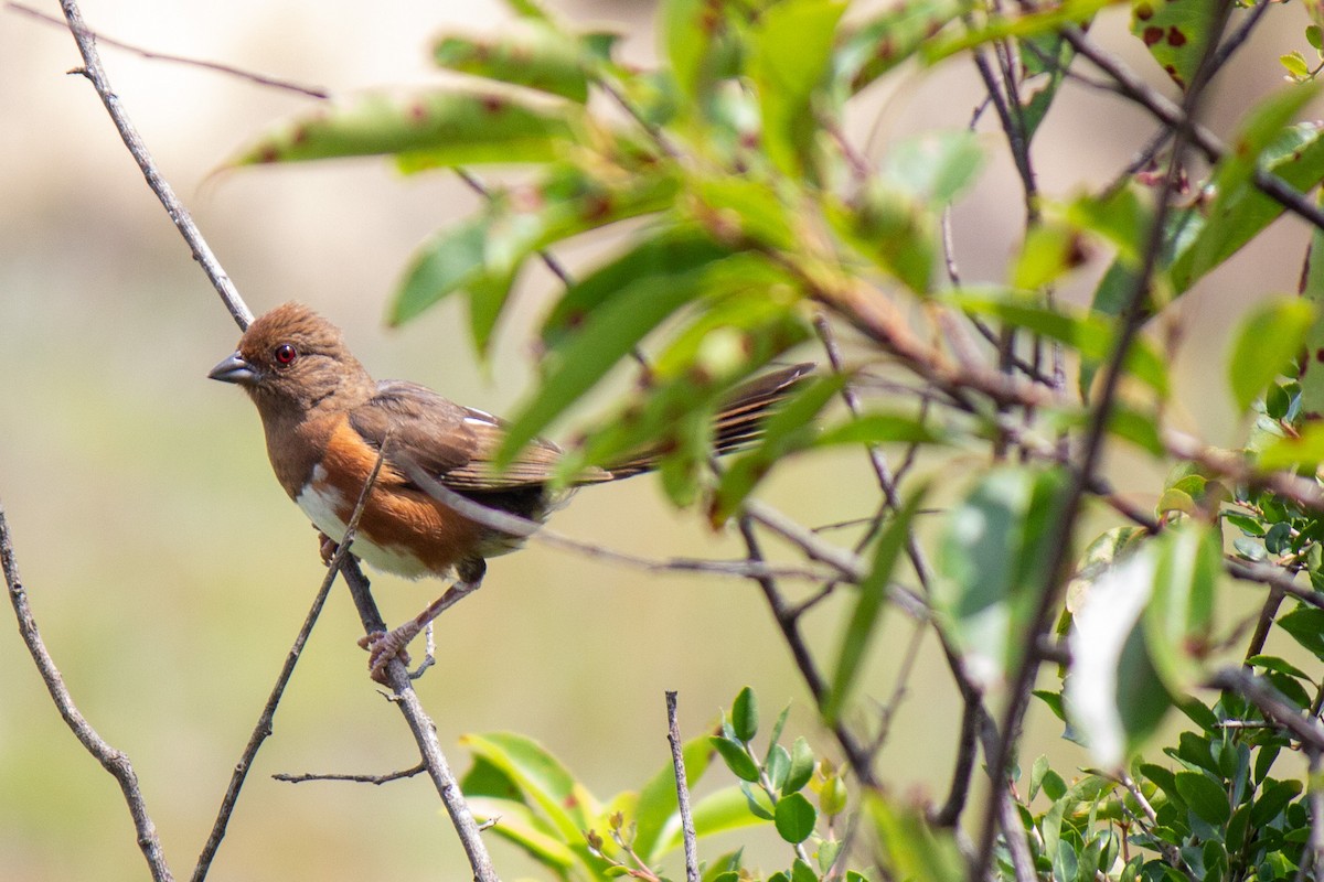 Eastern Towhee - ML622379285