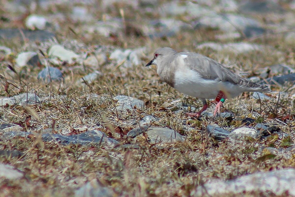 Magellanic Plover - ML622379453