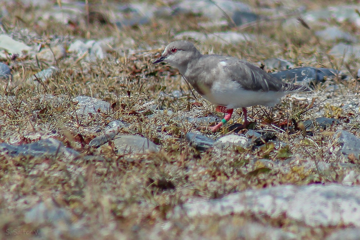 Magellanic Plover - ML622379454