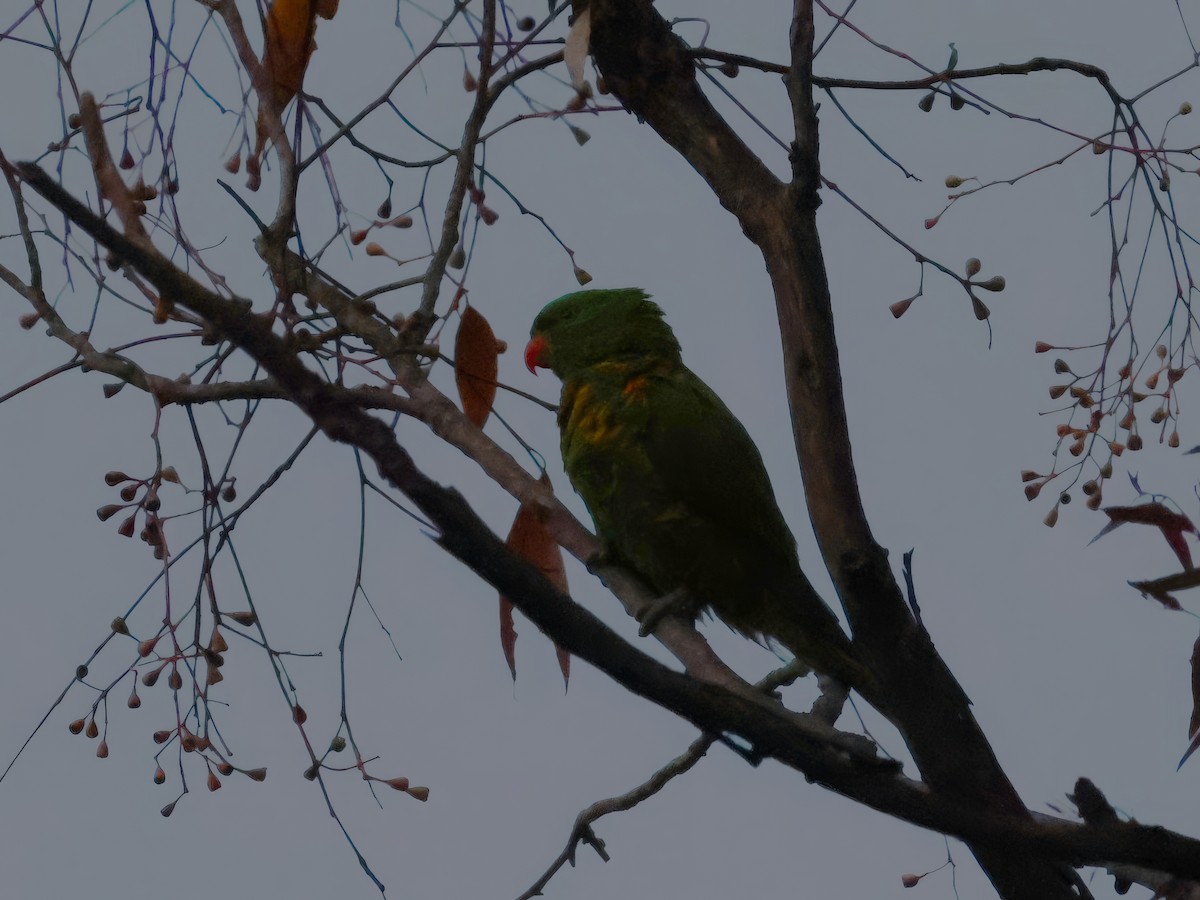 Scaly-breasted Lorikeet - ML622379457