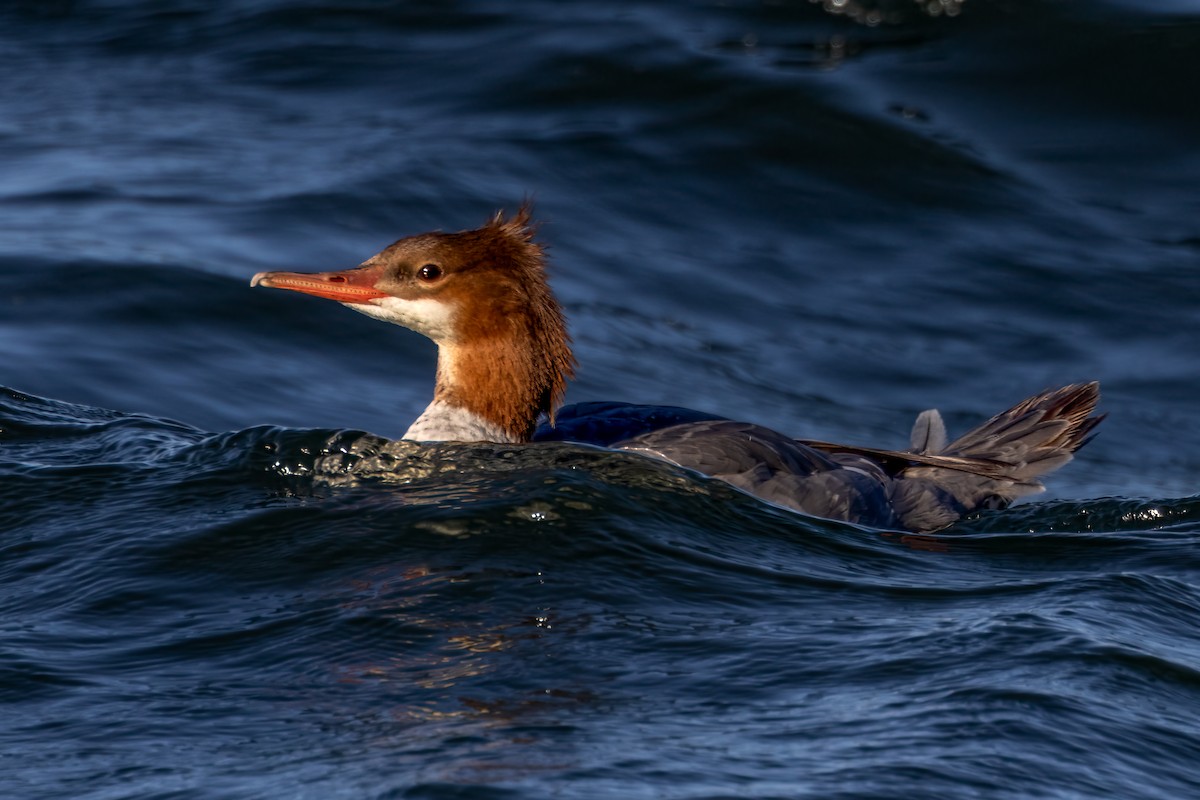 Common Merganser - ML622379461