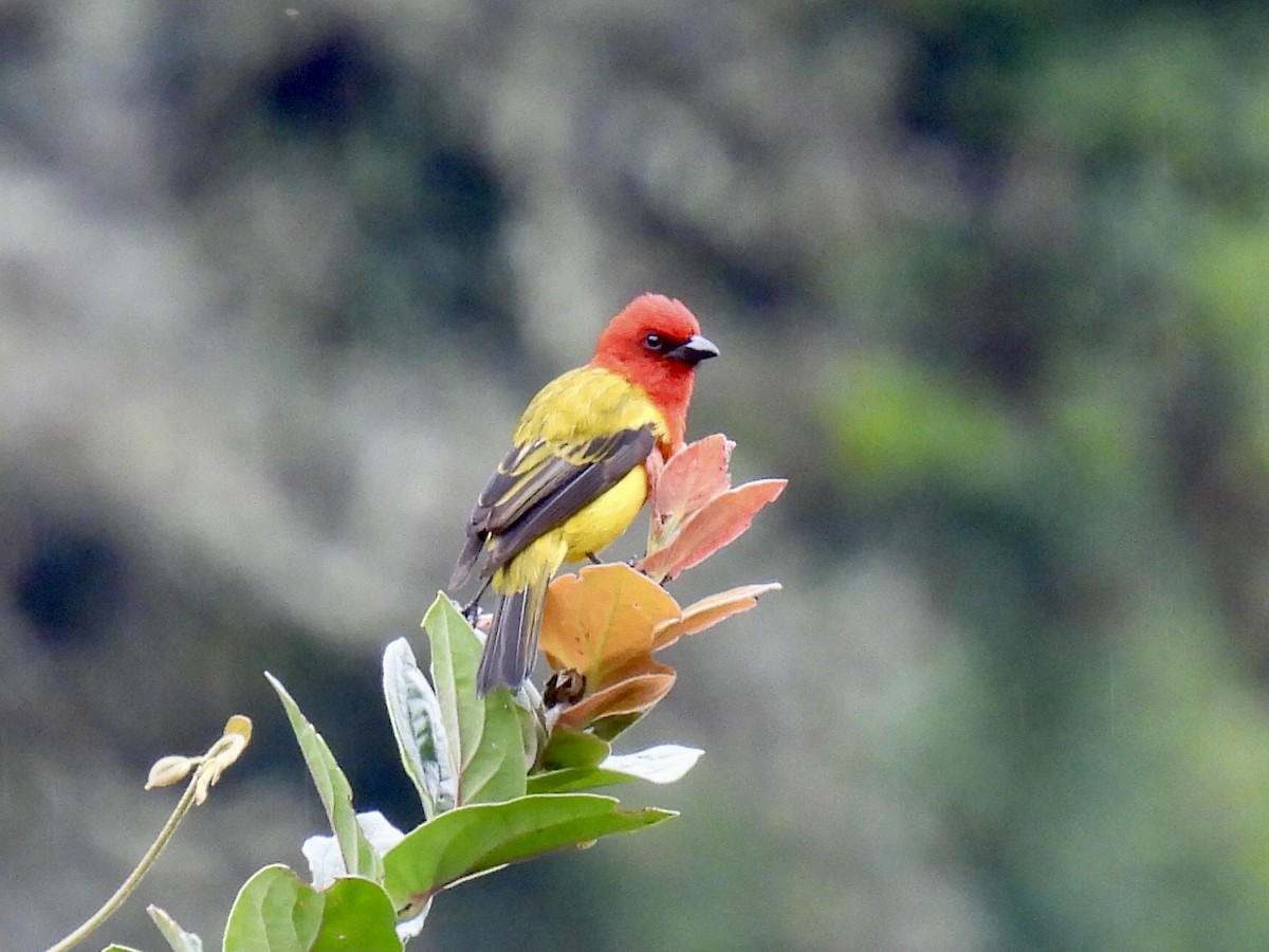 Red-hooded Tanager - ML622379519