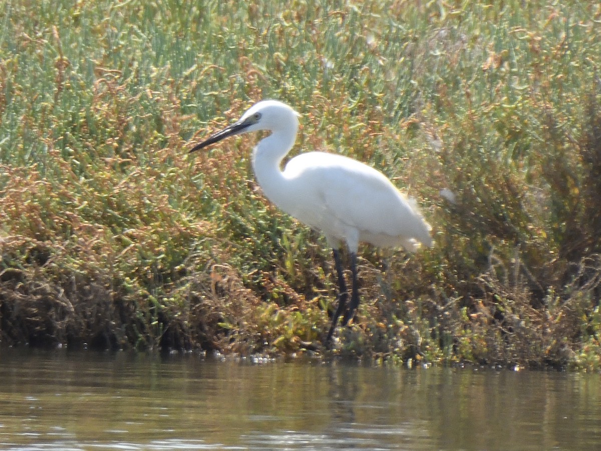 Little Egret - ML622379569