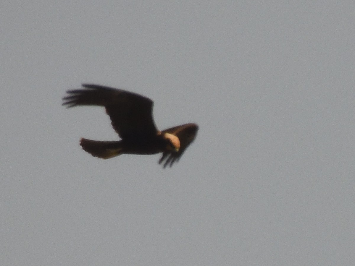 Western Marsh Harrier - ML622379581