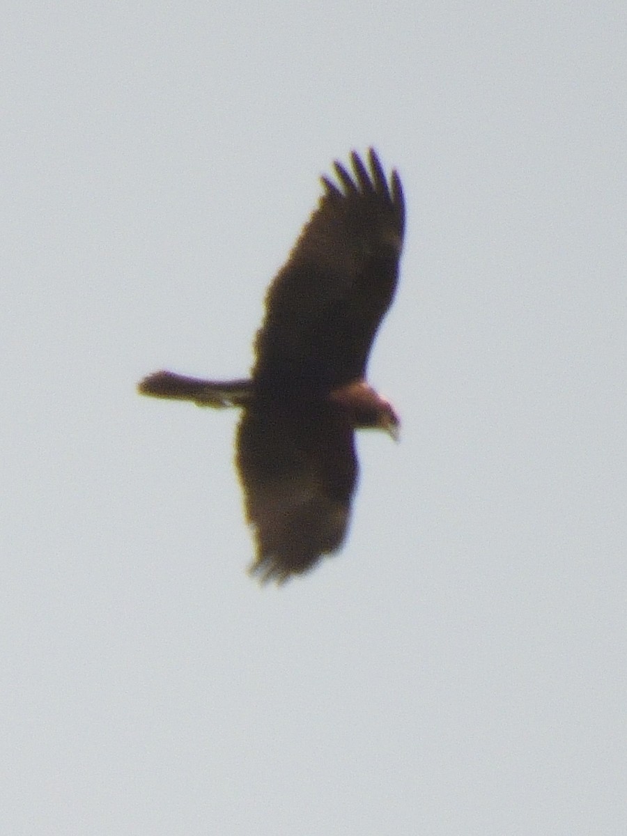 Western Marsh Harrier - ML622379582