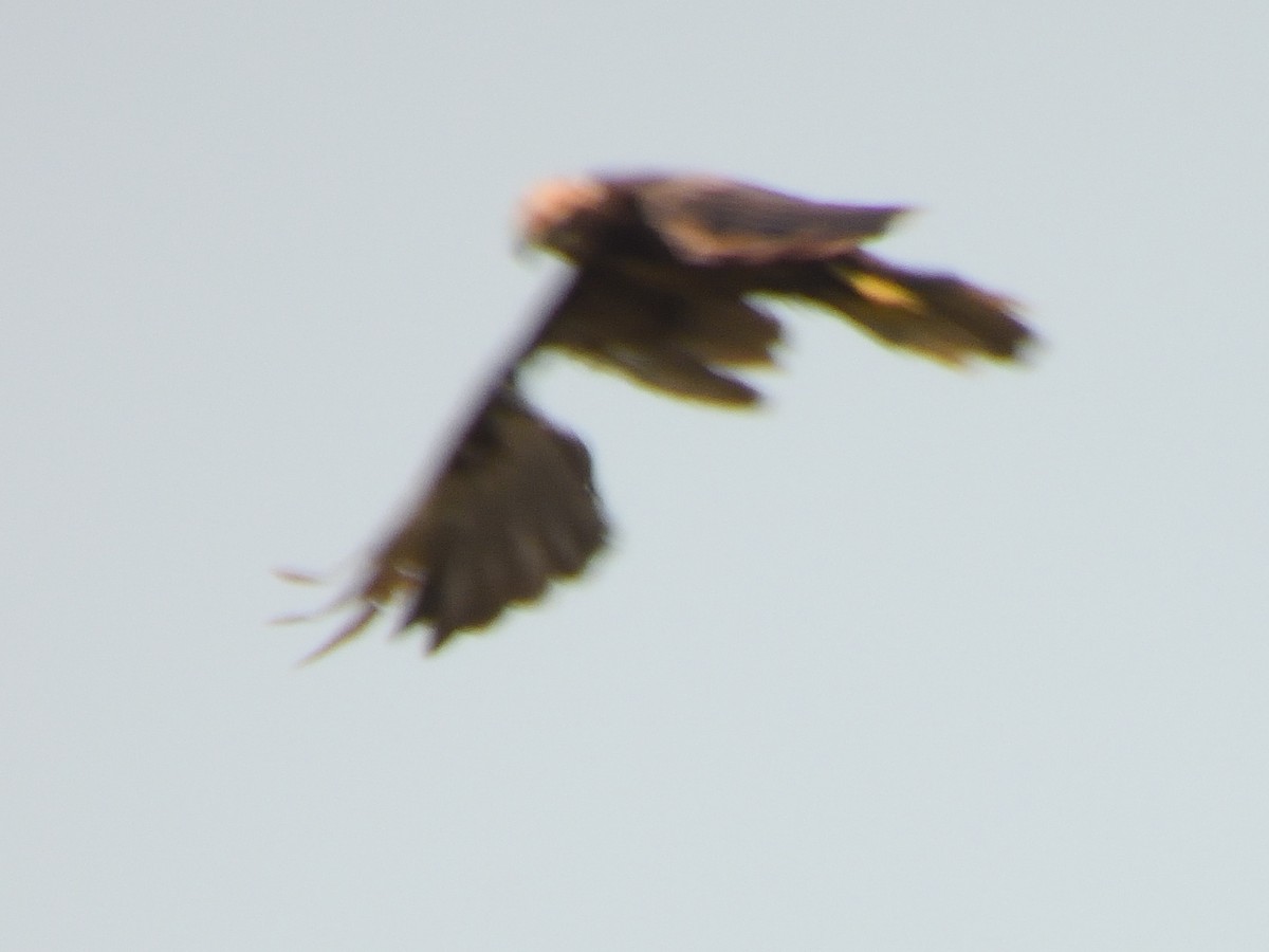 Western Marsh Harrier - ML622379584