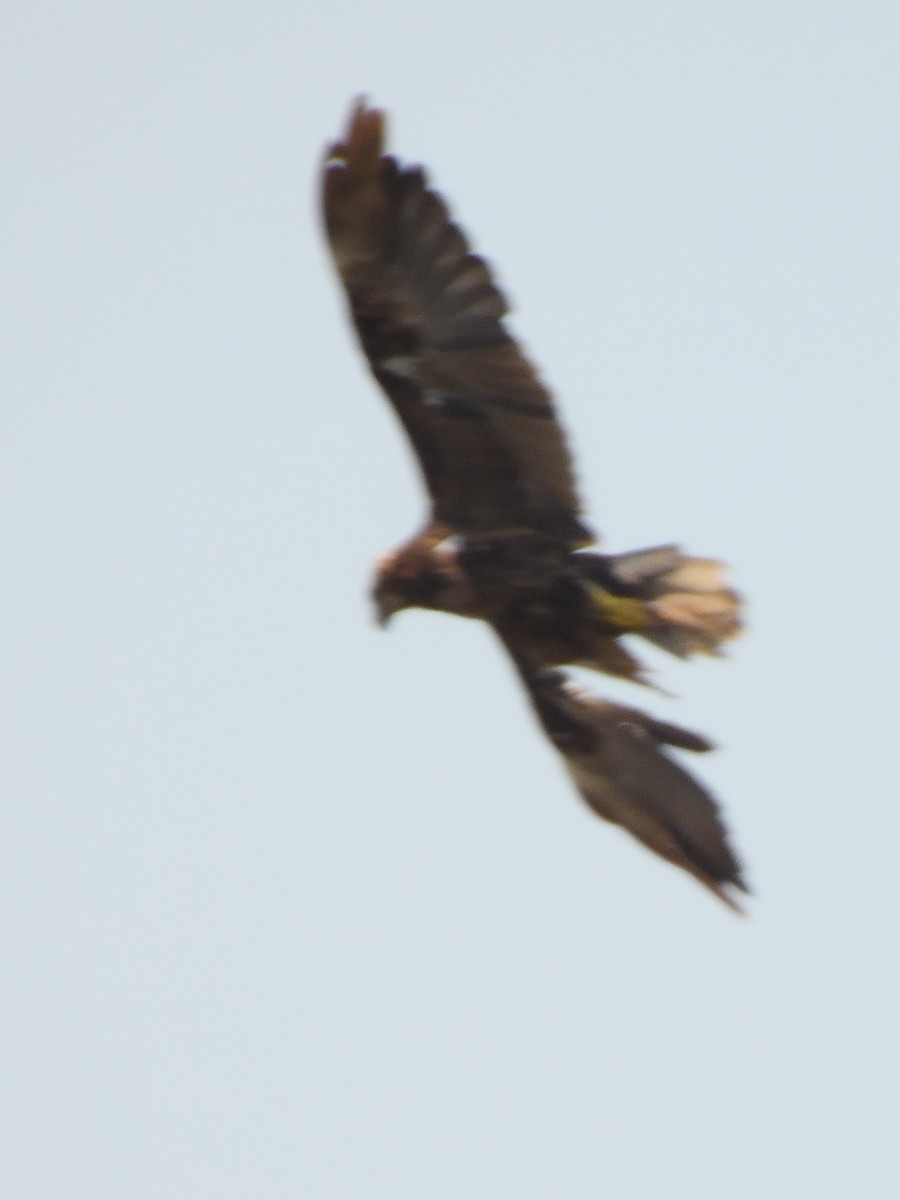 Western Marsh Harrier - ML622379585