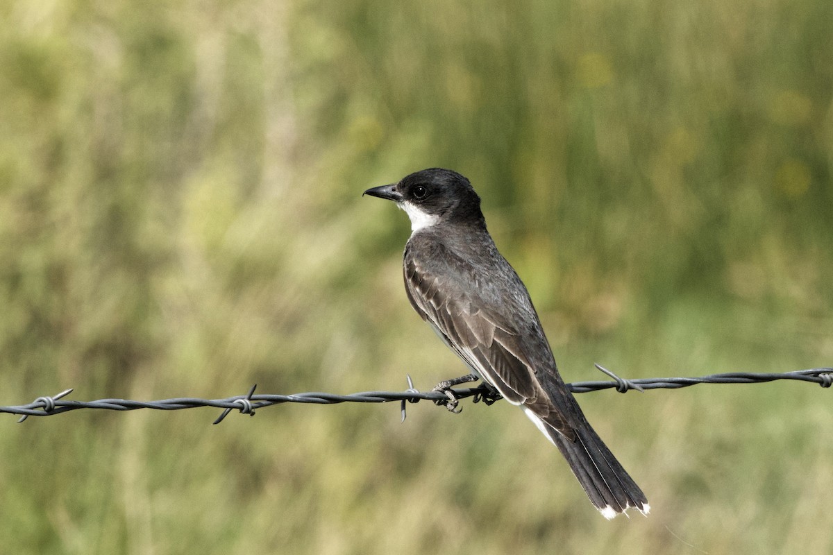 Eastern Kingbird - Lee Burke