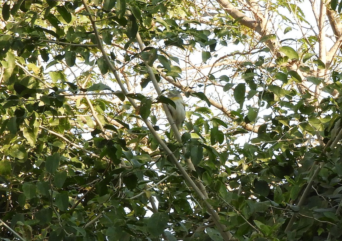 Green-backed Becard - Pablo Hernan Capovilla