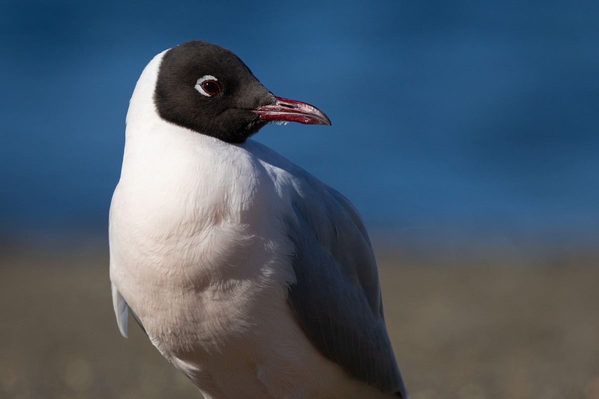 Brown-hooded Gull - ML622379619