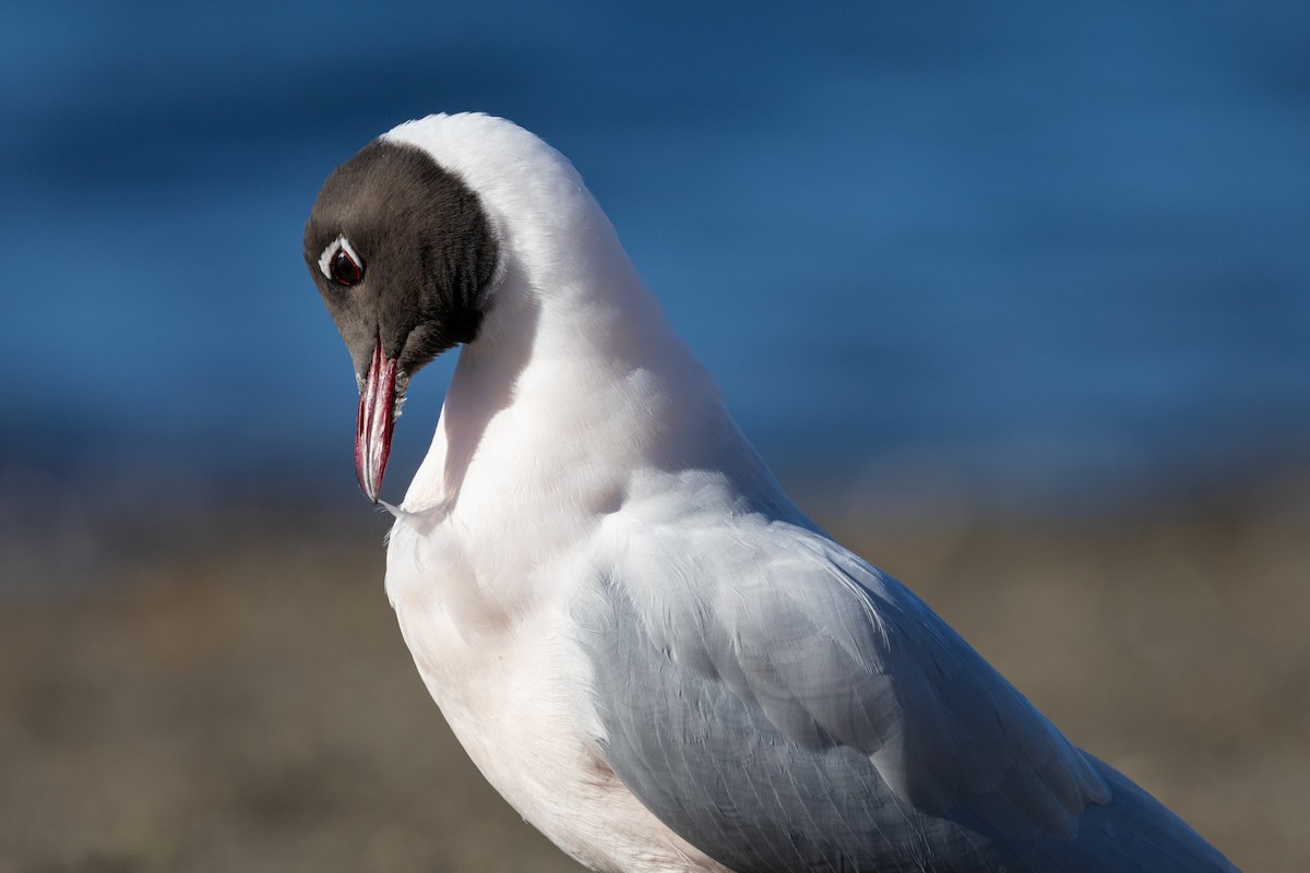 Brown-hooded Gull - Ariel Cabrera Foix