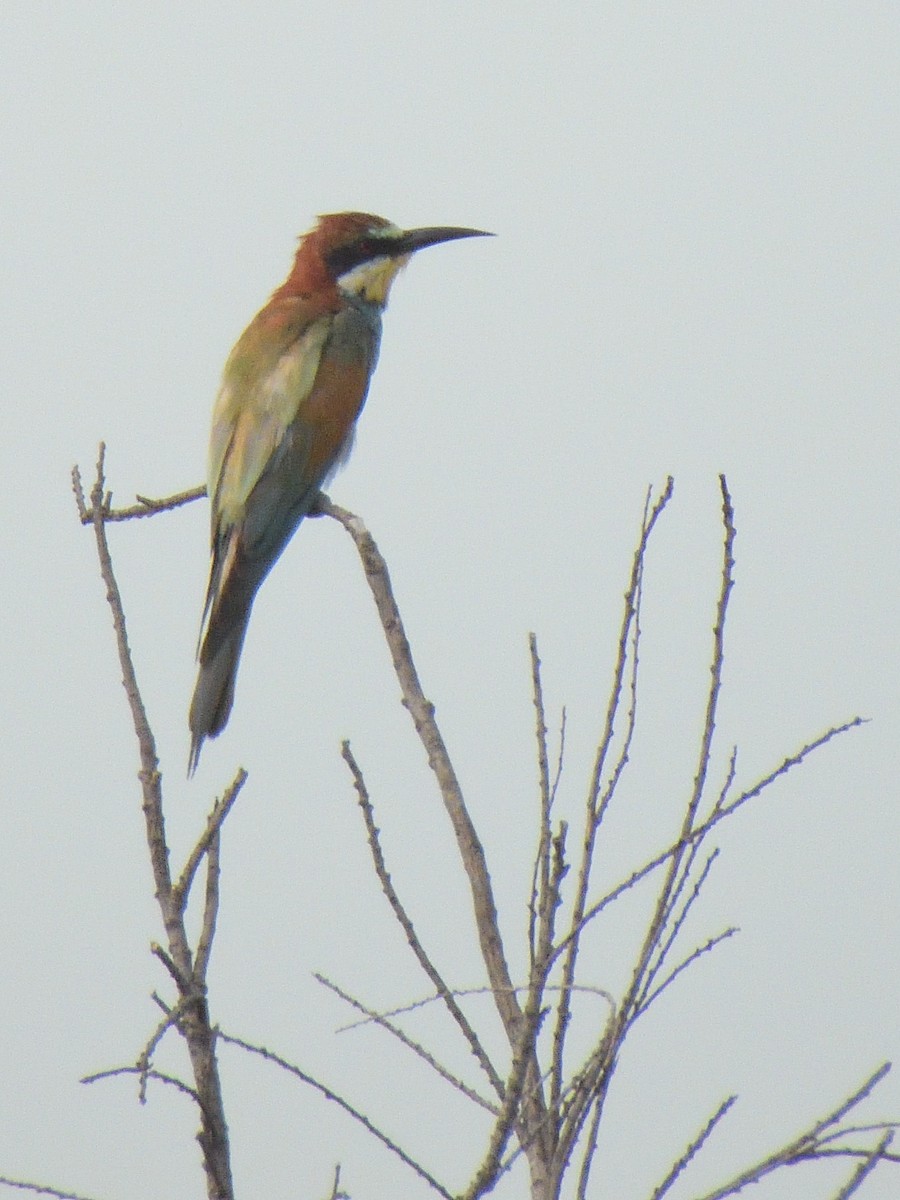 European Bee-eater - Colin Fisher