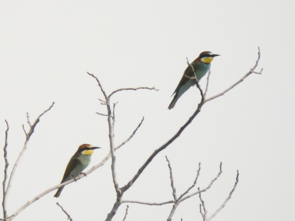 European Bee-eater - ML622379629